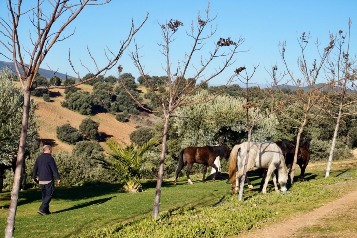 Los caballos corren en libertad por la finca.
