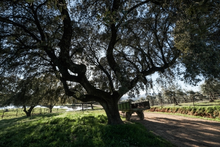 Carro bajo la sombra de un árbol antes de llegar a la charca.