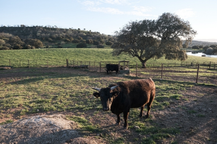 Una vaca en la finca del hotel.