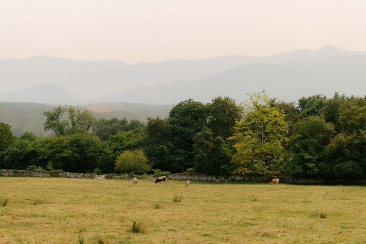 El ganado pasta en los alrededores