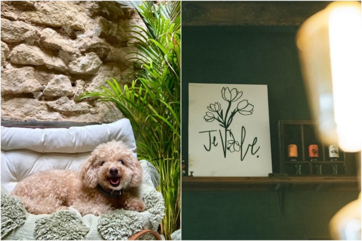 En 'Jevole' los animales están como en casa. Foto: Instagram 'Jevole Coffee'