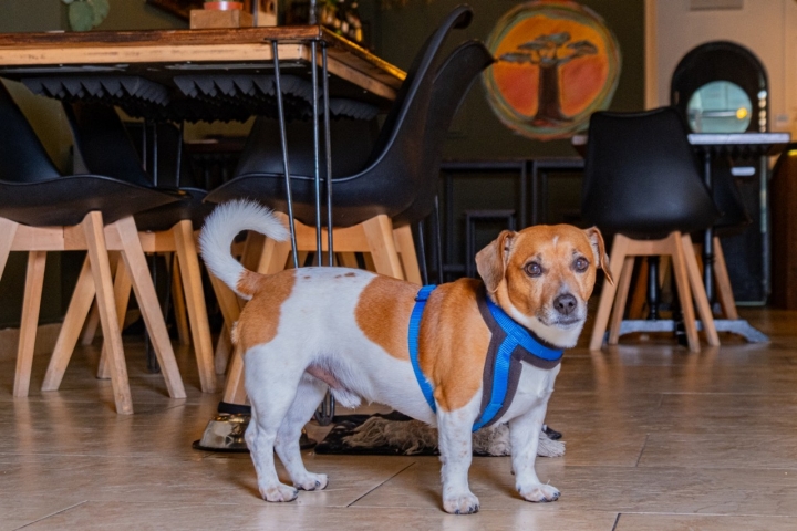 Humanos y animales están admitidos en 'Baobab'. Foto cedida