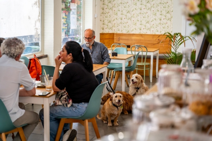 Casi el mismo número de mascotas que de humanos en 'Ofelia Bakery'