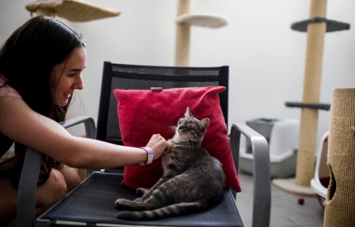 Decenas de felinos han convivido entre sí y con otros humanos en 'La Gatoteca' en sus casi seis años de vida.