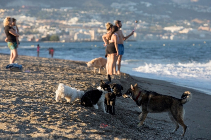 Socialización Playas caninas