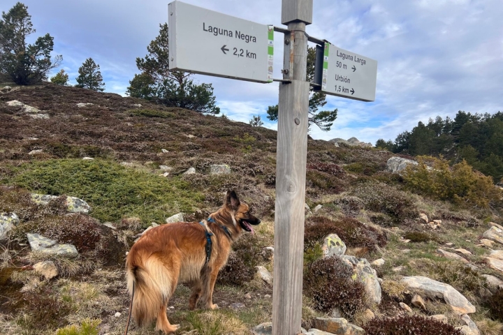 Laguna Negra perro