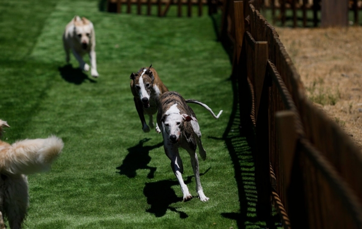 Un césped perfecto para jugar al pilla pilla perruno.