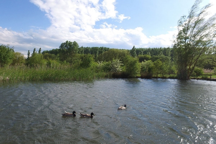 Los más pequeños gozan viendo a los patos en el agua.