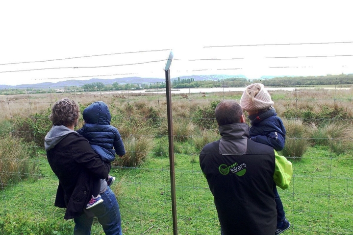 A estos animales solo se les puede observar a través de una valla.