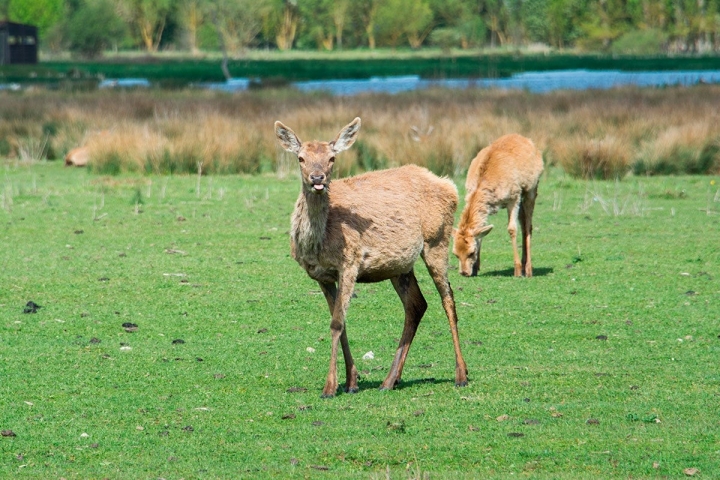 Los ciervos se introdujeron en el parque para ayudar al ecosistema de los humedales.