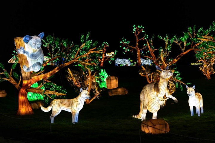 Más 30 escenas temáticas de diferentes ecosistemas, como la sabana y el océano llenas de luz. Foto: Brilla Zoo