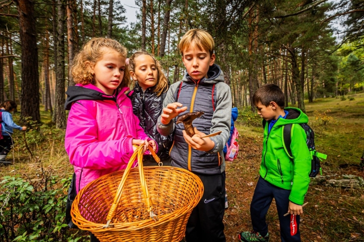 ¡Bingo! Piel de corzo para la cesta.