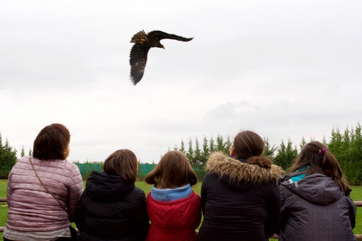 Durante la demostración las aves vuelan en un campo de 5.000 metros cuadrados.