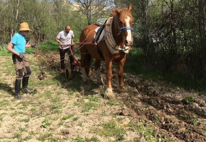 Aprendiendo a arar el campo a la manera tradicional, en 'Outback Spain'. Foto: Outback Spain.