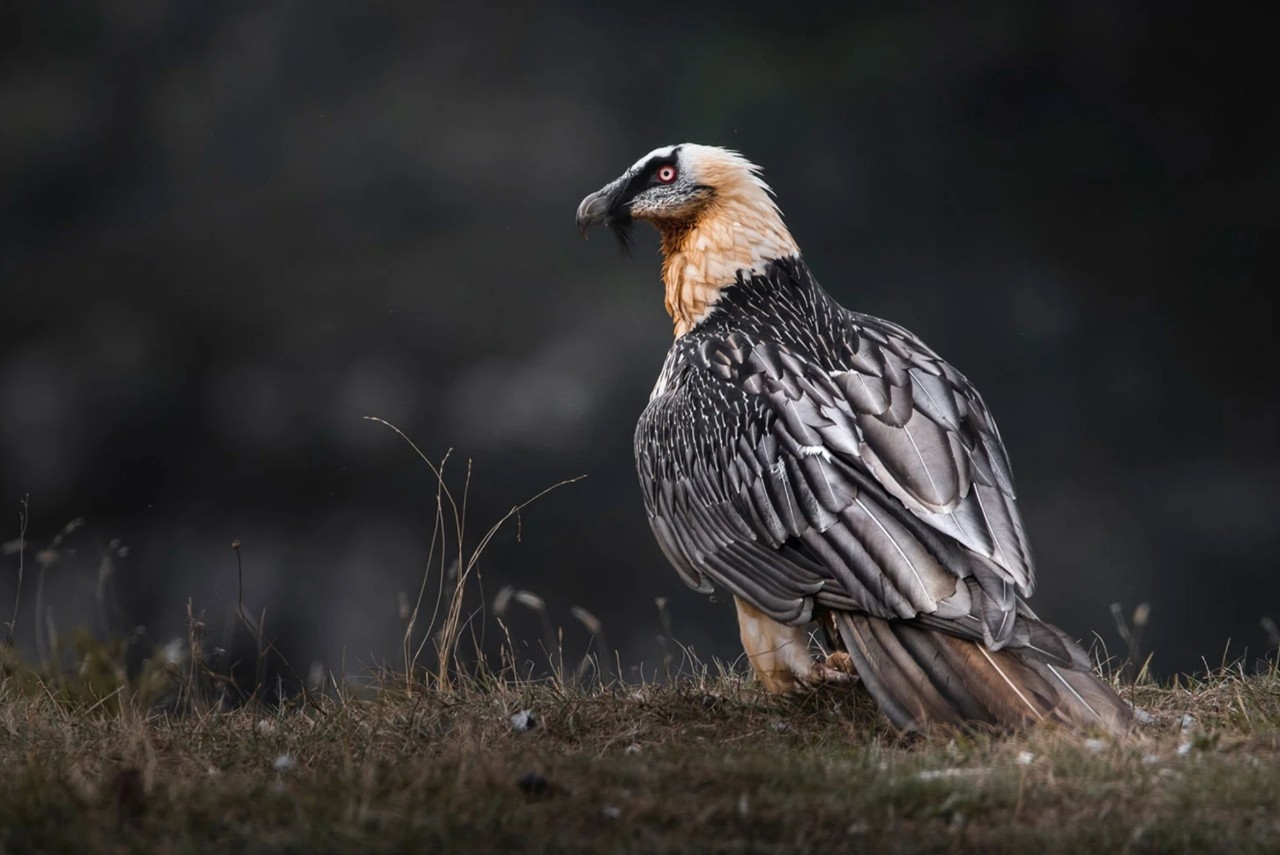 En la Experiencia Quebrantahuesos se combinan rutas guiadas por expertos con sesiones en hides profesionales.