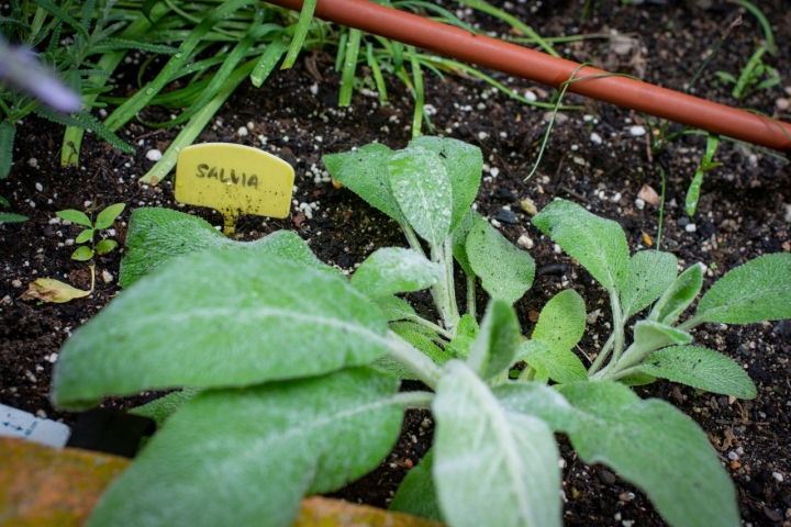 Las aromáticas son fáciles de cultivar y procuran muchas alegrías a tus platos.