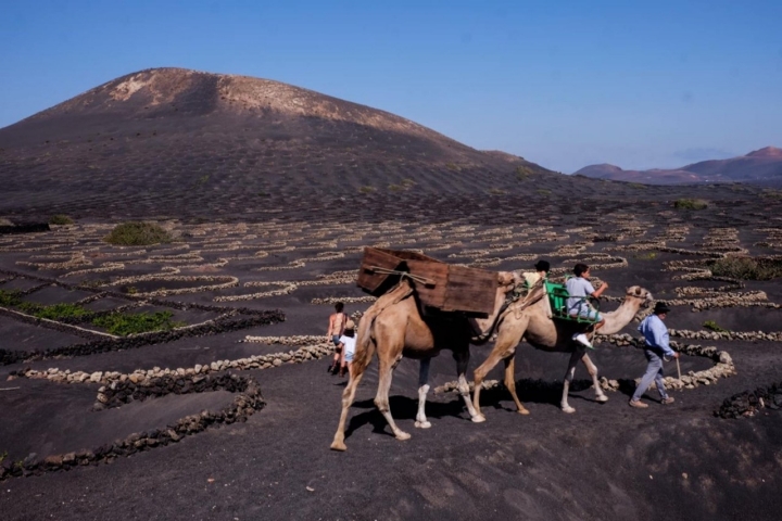Camellos por los viñedos de la Geria en Lanzarote