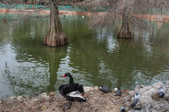 Uno de los dos cisnes negros de los ahuehuetes del Palacio de Cristal, ajenos a su historia.