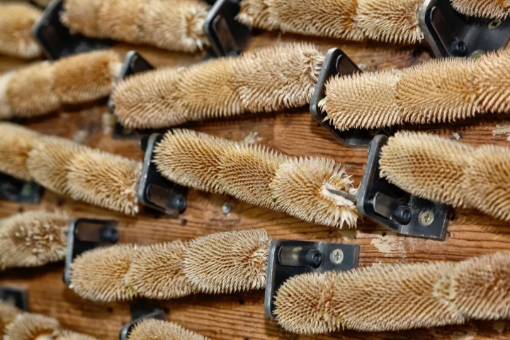 Los cardos naturales con los que se saca el pelo al 'mohair'.