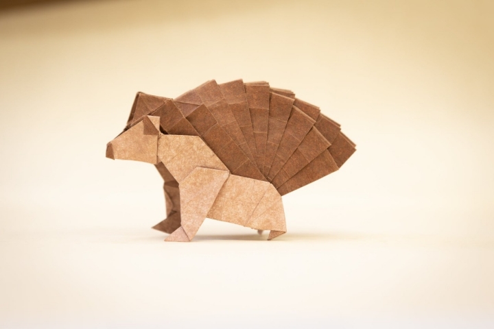 Puercoespín Minimum