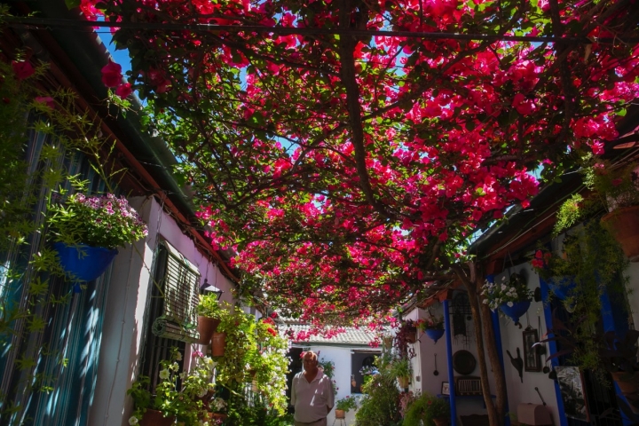 Las flores están en todo su esplendor.