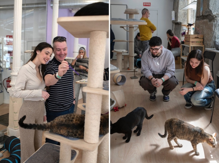 ‘La Gatoteca’ han encontrado hogar unos 900 gatos.