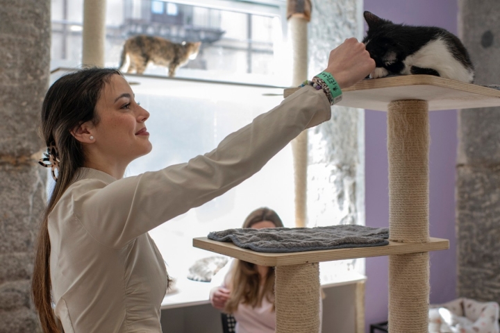 ‘La Gatoteca’ es un lugar perfecto para aquellos que están pensando en adoptar una mascota felina.