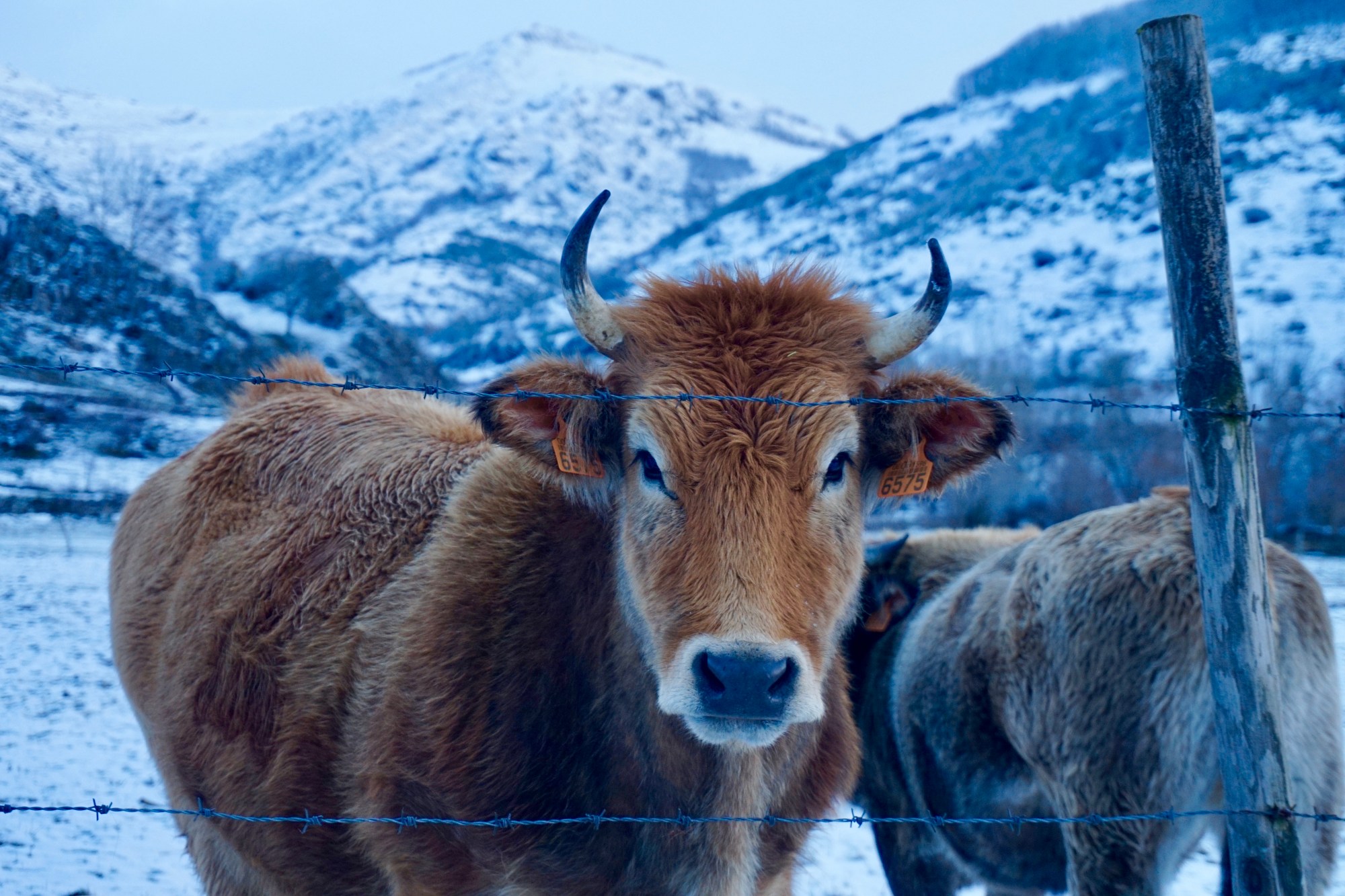 Ganado vacuno en el parque natural de Babia