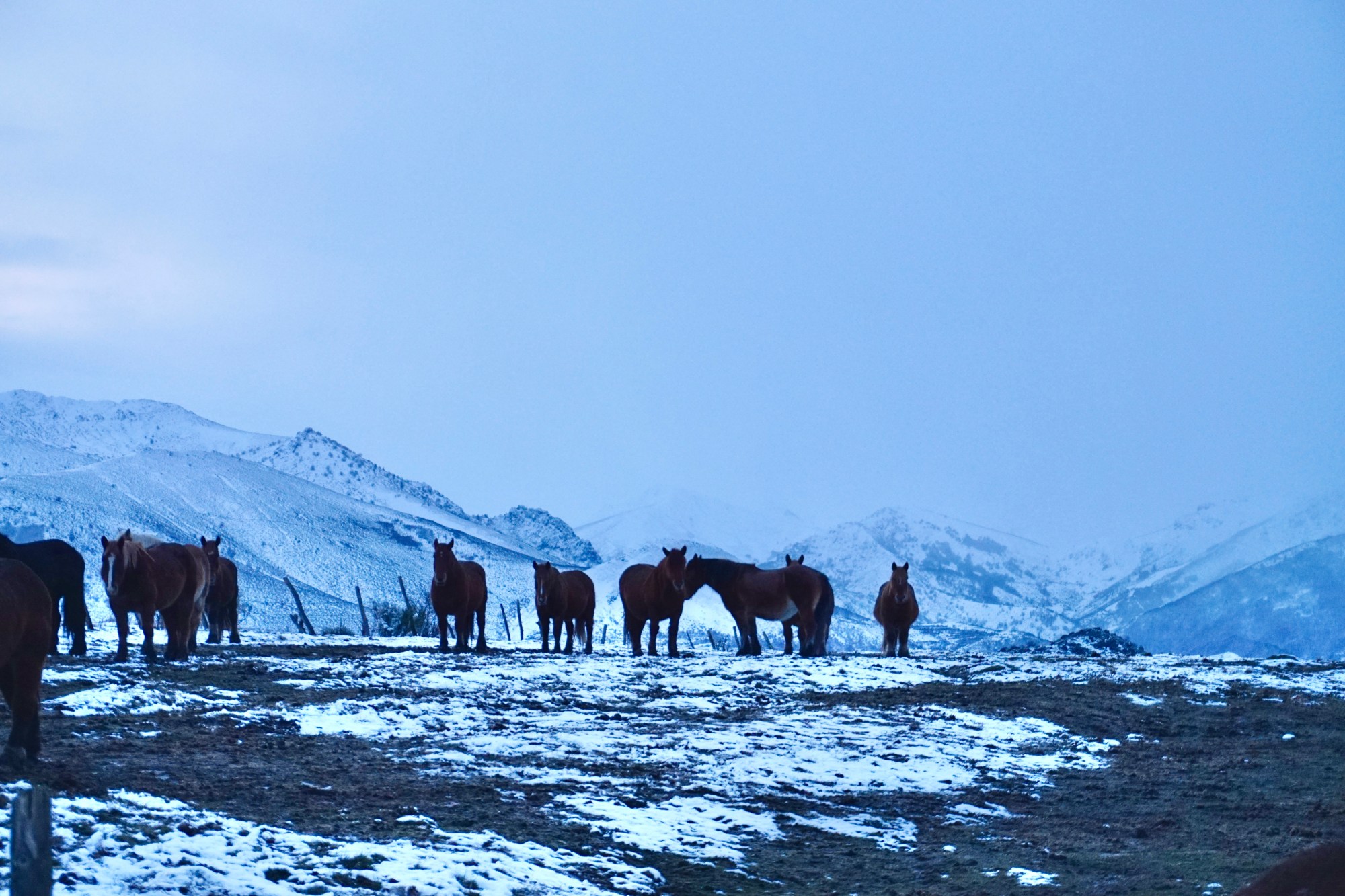 Caballos en la estepa de León