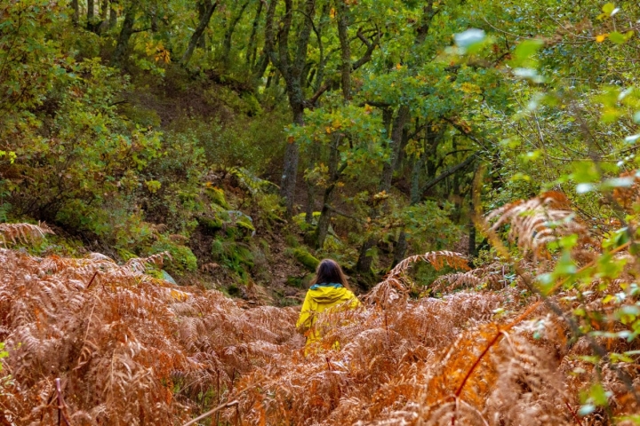 Una mujer atraviesa el robledal de Hiendelaencina (Guadalajara).