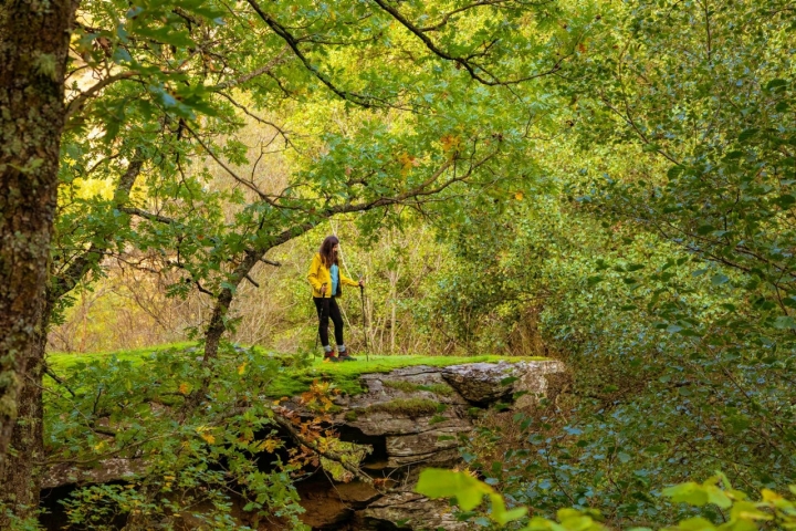 Paseando por el robledal de Hiendelaencina (Guadalajara).