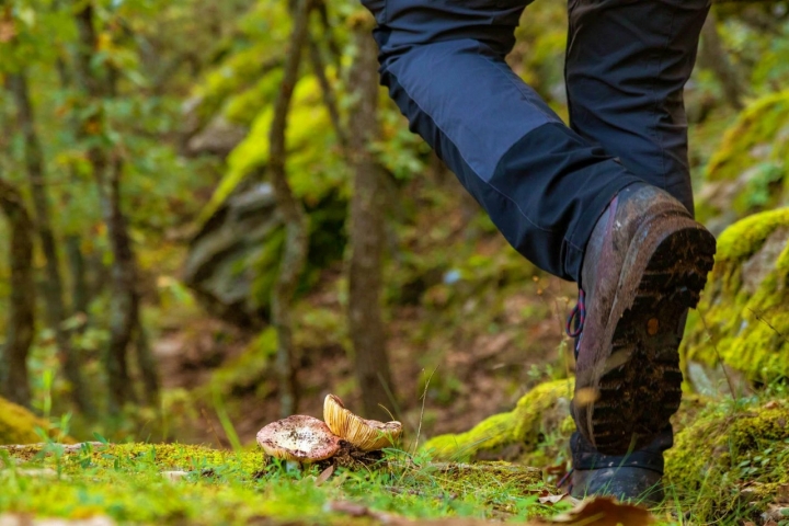 Setas en el camino del barranco de Bornova (Guadalajara).