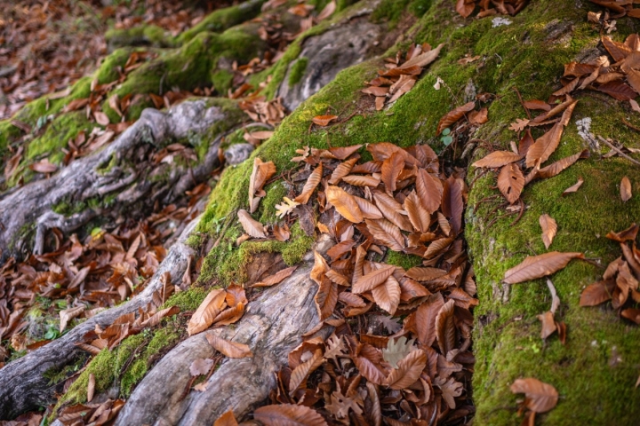 Cuidado, no dañar las raíces del castaño.