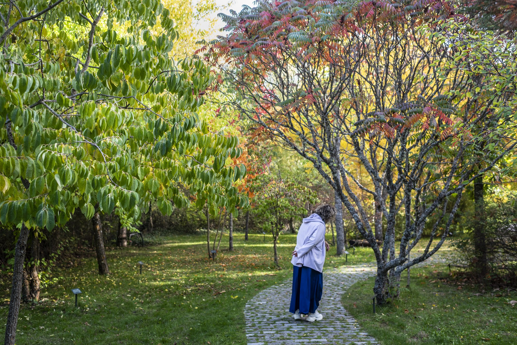 Bosque Finlandés Rascafría Ana en Arboreto