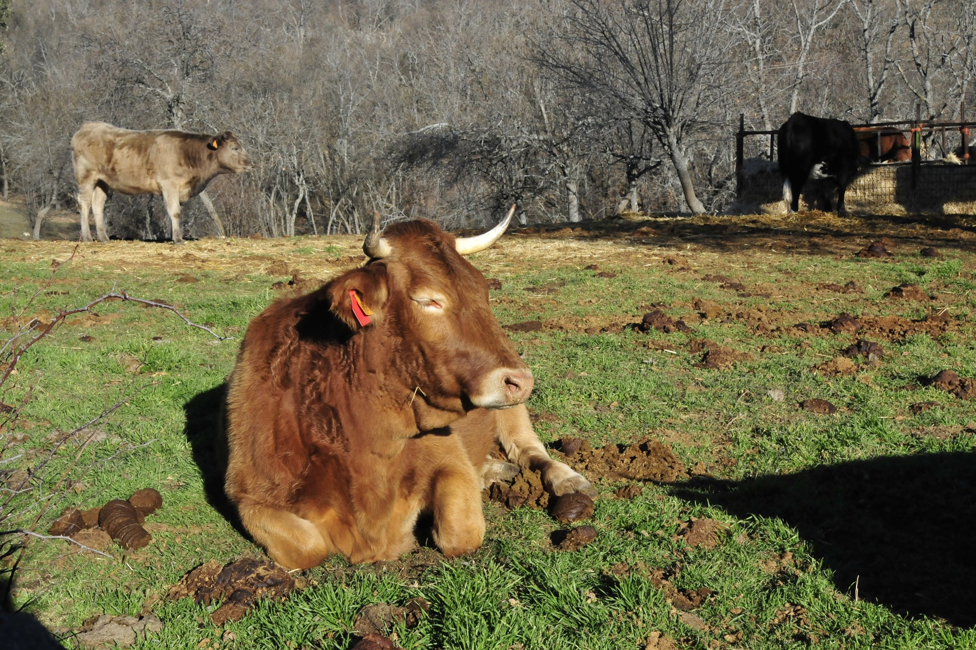 Decenas de vacas pacen en sus fincas mientras los peregrinos ultiman sus esfuerzos.