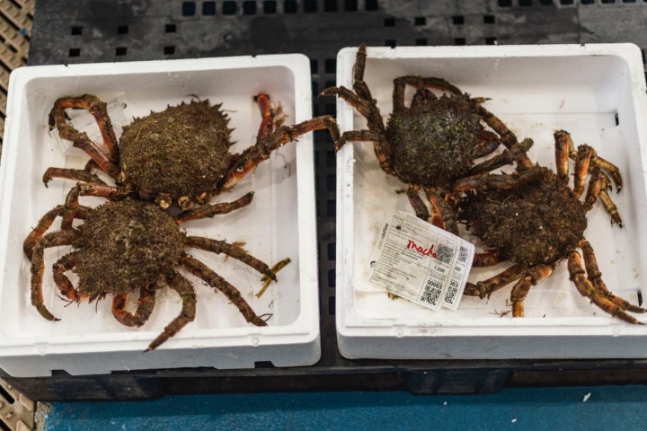 Camino Portugués por la Costa (Tramo 2): centollos en la lonxa de Cesantes
