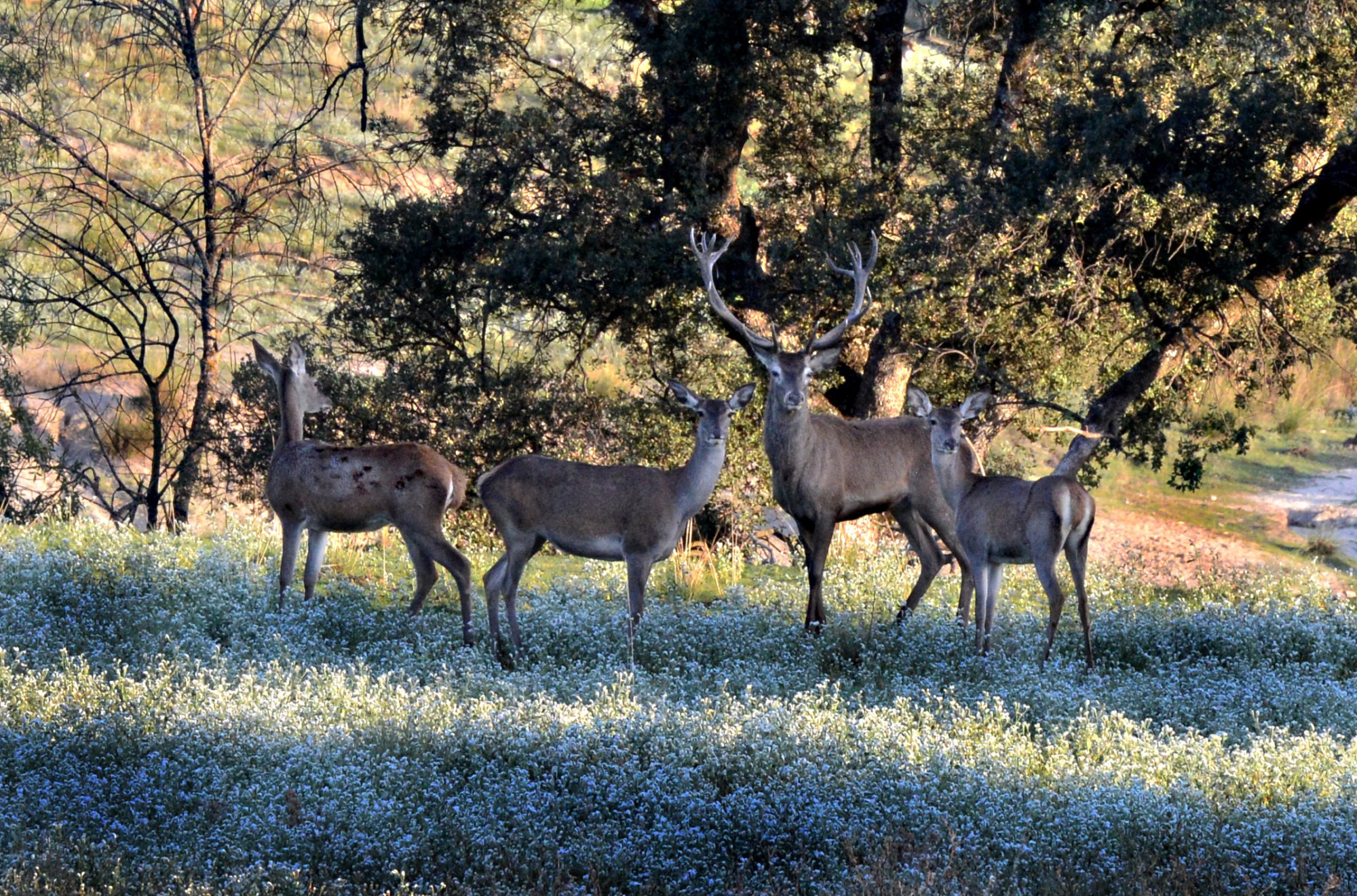 Monte de El Pardo. Venado con su harén. Madrid. Foto: © Alfredo Merino