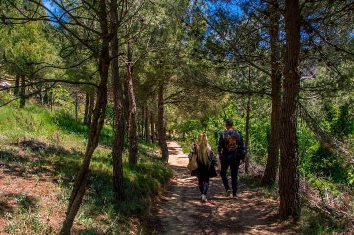 Escapada Anento bosque