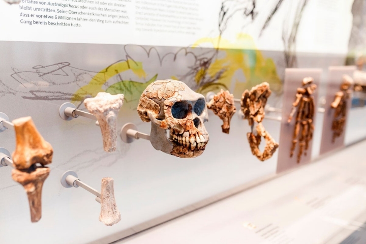 Museo de la Evolución Humana. Burgos. Shutterstock