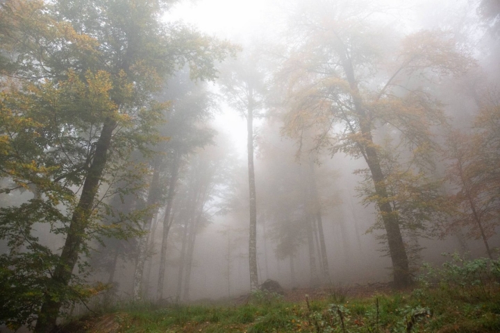 En las umbrías de las 17 mil hectáreas de Irati se encuentran los hayedos.