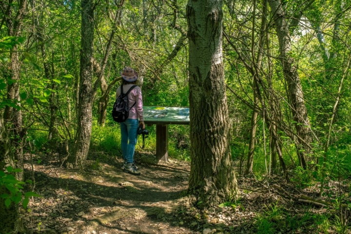 Parecen impenetrables, pero hay sendas que se adentran en los sotos de ribera.