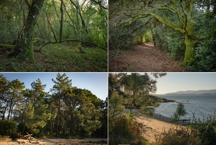El bosque de cuento, a veces resulta inquietante y otras alegre y luminoso.