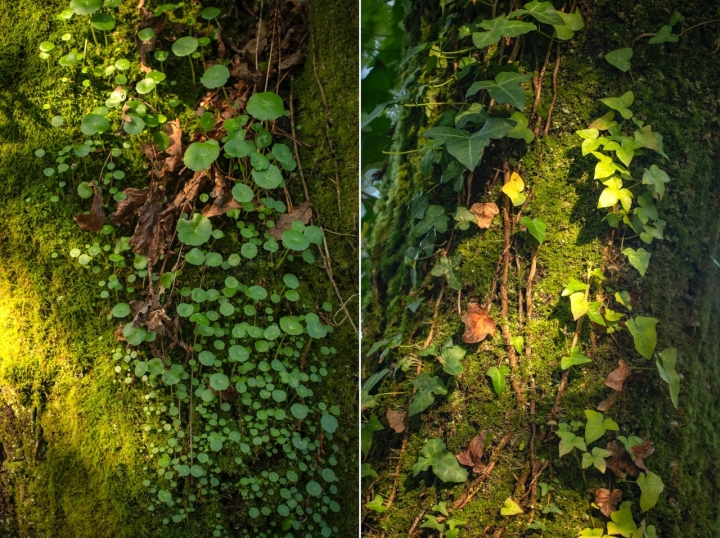 El ombligo de Venus, la hiedra y el musgo envuelven los troncos con diseños de pasarela.