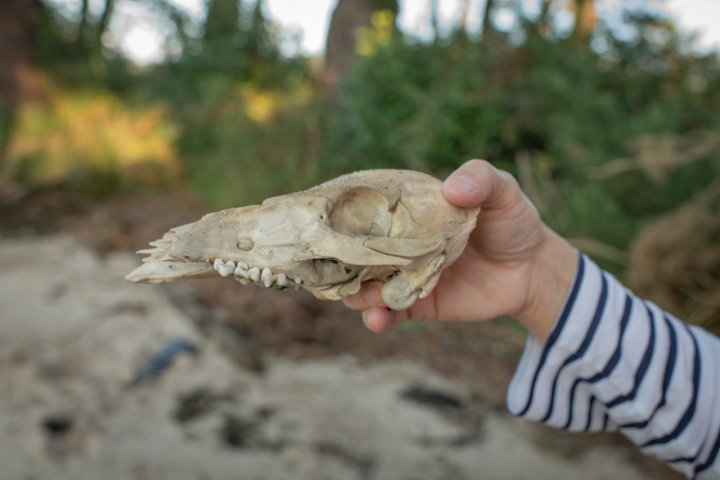 Esqueleto de cabeza de un pequeño jabalí en una de las playas de la isla. 