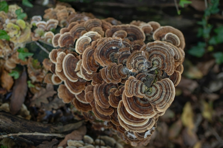  El hongo silvestre cola de pavo es una de las 800 variedades de setas catalogadas en Cortegada. 