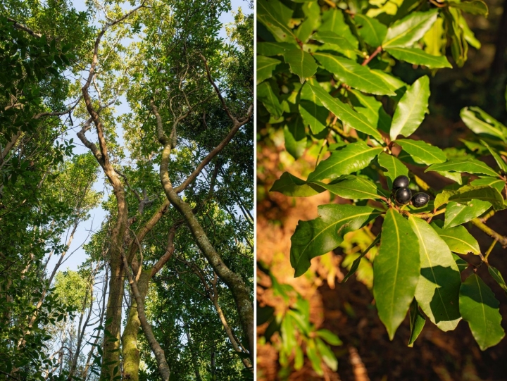 El bosque de laurel de la isla es un espectáculo por la altura que alcanzan los árboles.  