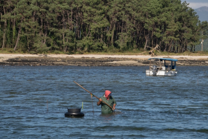 Un mariscador frente a la isla, que es un lugar privilegiado por la temperatura y el equilibrio de agua salada y dulce ideal para la almeja de Carril. 