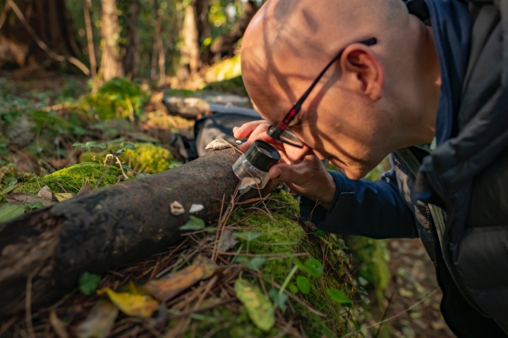 Con una lupa observamos las esporas de los líquenes.
