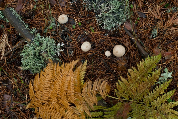 Las agujas de pino color castaño en el suelo con que Hemingway empieza y acaba la novela.