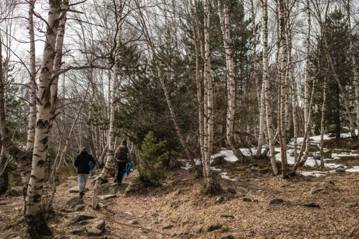 Bosque de abetos y pino negro en el Parque Nacional de Aigüestortes i Estany de Sant Maurici